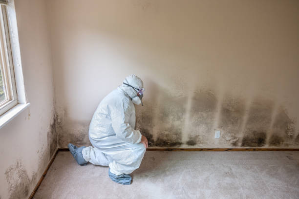 Mold Documentation for Insurance Claims in Lillian, AL